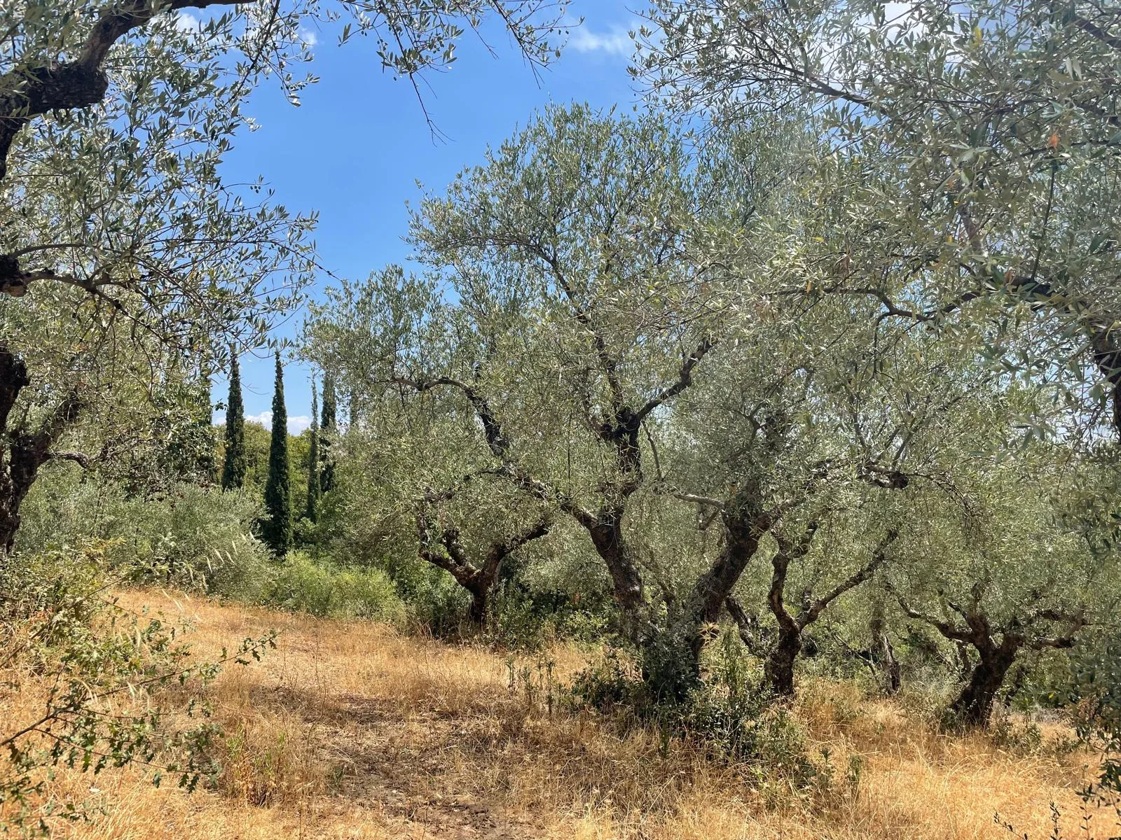 Mountain olive grove